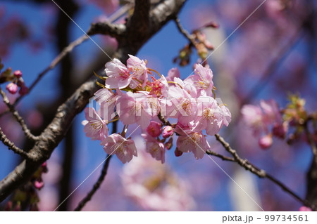 カワヅザクラ カワヅザクラ 99734561