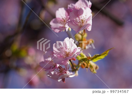 カワヅザクラ 99734567