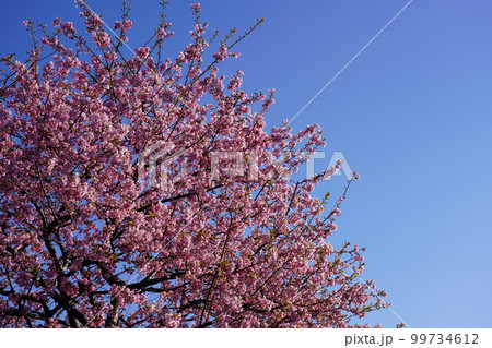 カワヅザクラ 99734612