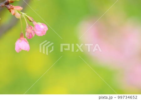 小さな桜 小さな桜 99734652