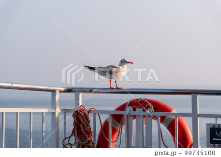 フェリーの手すりにとまる1羽のカモメ 99735100