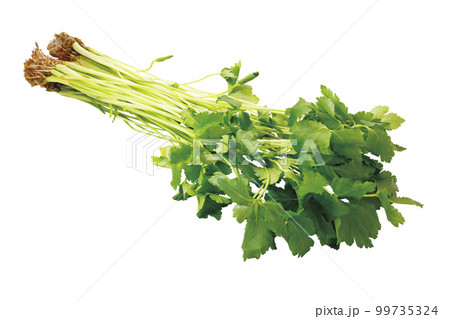 ミツバ07(パス付) ミツバ07(パス付) 99735324