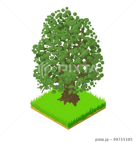 Maple tree icon. Isometric illustration of maple tree vector icon for web 99735385