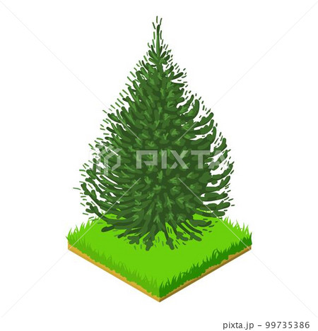 Balsam fir icon. Isometric illustration of balsam fir vector icon for web Balsam fir icon. Isometric illustration of balsam fir vector icon for web 99735386