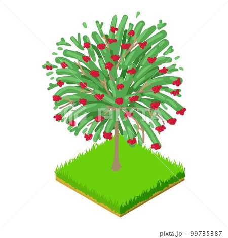 Hawthorn tree icon. Isometric illustration of hawthorn tree vector icon for web 99735387