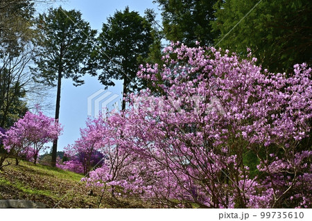 越生町の花咲く三つ葉つつじ園 99735610