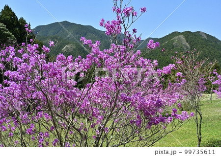 越生町の花咲く三つ葉つつじ園 99735611
