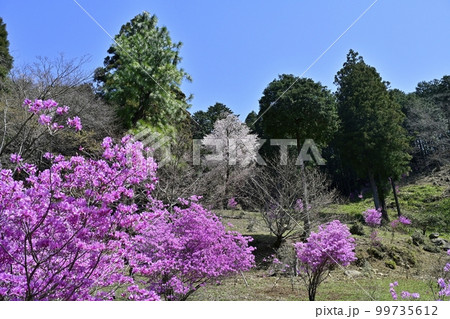 越生町の花咲く三つ葉つつじ園 99735612