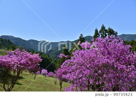 越生町の花咲く三つ葉つつじ園 越生町の花咲く三つ葉つつじ園 99735623