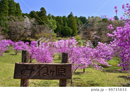 越生町の花咲く三つ葉つつじ園のみねヶ原 越生町の花咲く三つ葉つつじ園のみねヶ原 99735633