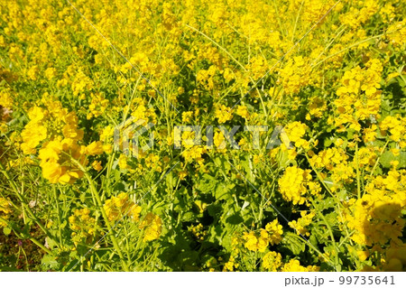 南伊豆の菜の花畑 南伊豆の菜の花畑 99735641