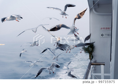 フェリーから眺めるカモメの大群 99735975