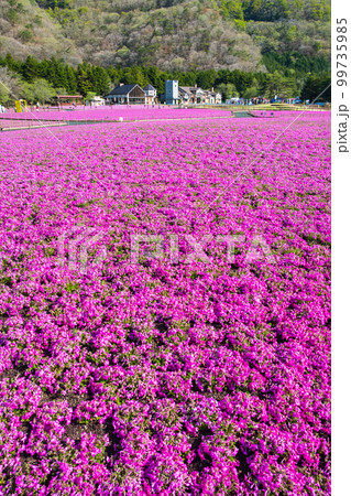 富士芝桜まつり 富士芝桜まつり 99735985
