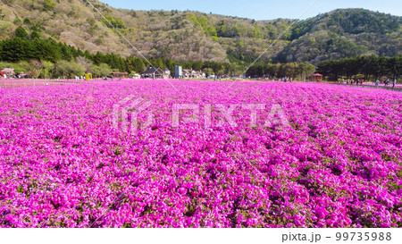 富士芝桜まつり 富士芝桜まつり 99735988