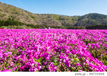 富士芝桜まつり 99735989