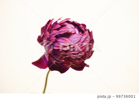 紫色の花アネモネオーロラ 99736001