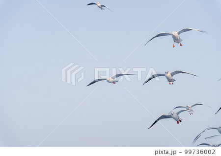 海上を飛行するカモメの大群 99736002