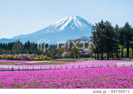 富士芝桜まつり 富士芝桜まつり 99736071