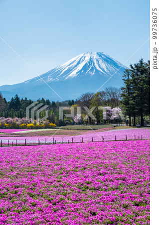富士芝桜まつり 99736075