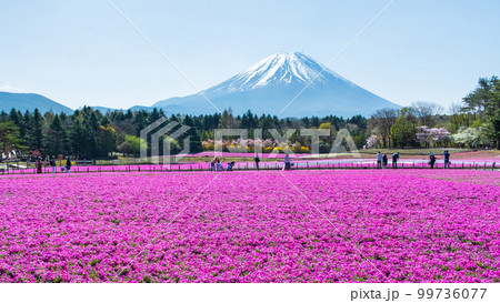 富士芝桜まつり 富士芝桜まつり 99736077
