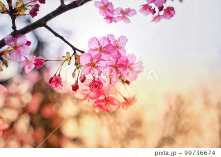 朝焼けに染まる梅 99736674