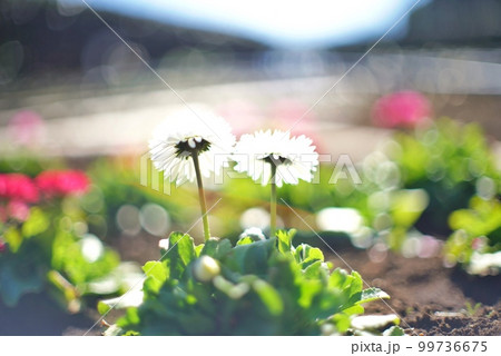 仲良く咲くデイジー 99736675