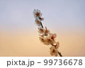 天を指す梅 99736678