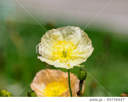 春の花畑はポピー 99736687