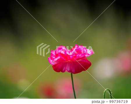 春の花畑はポピー 春の花畑はポピー 99736719