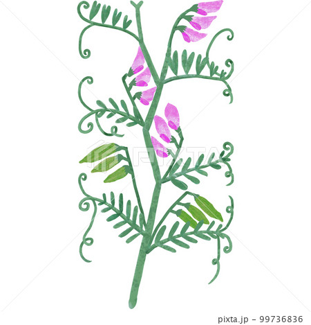 手描きのカラフルな花咲くカラスノエンドウ 手描きのカラフルな花咲くカラスノエンドウ 99736836