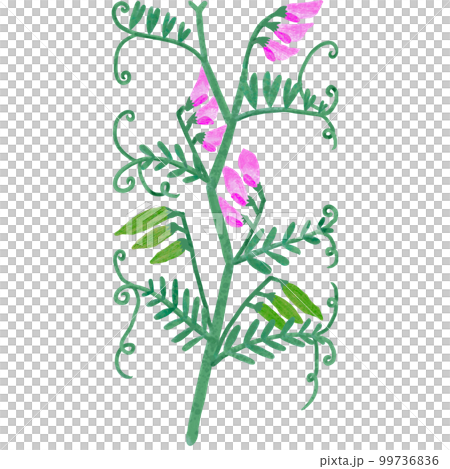 手描きのカラフルな花咲くカラスノエンドウ 手描きのカラフルな花咲くカラスノエンドウ 99736836