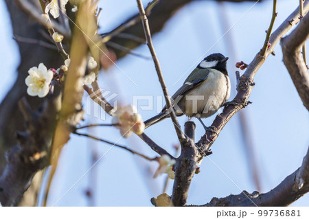 梅とシジュウカラ　大阪城梅林にて 99736881