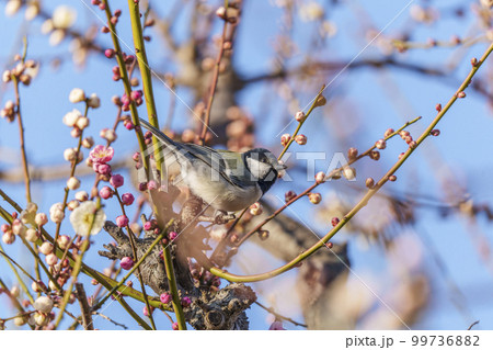 梅とシジュウカラ　大阪城梅林にて 99736882