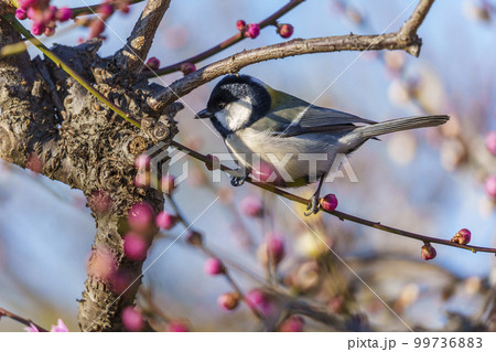梅と餌を探すシジュウカラ 大阪城梅林にて 梅と餌を探すシジュウカラ 大阪城梅林にて 99736883
