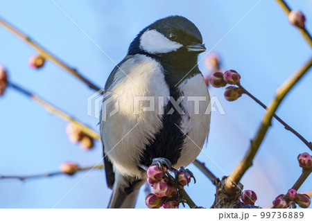 梅とシジュウカラ 大阪城梅林にての写真素材 [99736889] - PIXTA