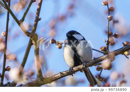 梅とシジュウカラ　大阪城梅林にて 99736890