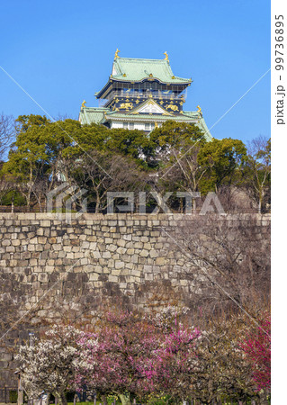 大阪城梅林から見る大阪城天守閣 朝の景色 大阪城梅林から見る大阪城天守閣 朝の景色 99736895