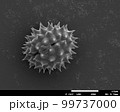 ソリダコの花粉　電子顕微鏡写真 99737000