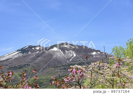 宮城蔵王 春 残雪と緑と花と 99737164