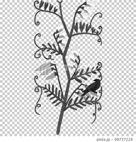 手描きのモノクロな花咲くカラスノエンドウにカラスが描かれている 手描きのモノクロな花咲くカラスノエンドウにカラスが描かれている 99737229