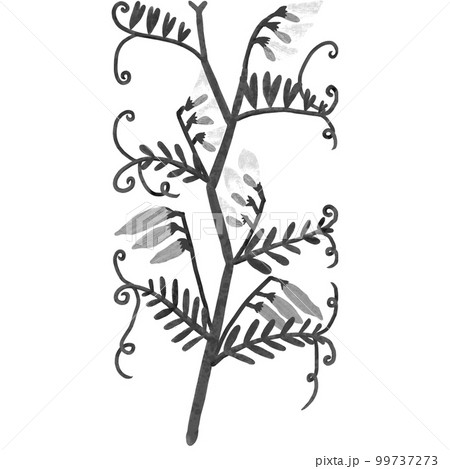 手描きのモノクロな花咲くカラスノエンドウ 手描きのモノクロな花咲くカラスノエンドウ 99737273