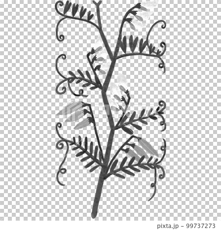手描きのモノクロな花咲くカラスノエンドウ 手描きのモノクロな花咲くカラスノエンドウ 99737273