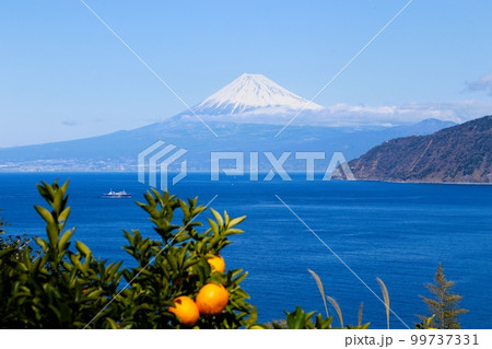 伊豆市土肥からの富士山、みかん山 伊豆市土肥からの富士山、みかん山 99737331