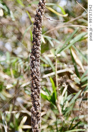 ビロードモウズイカの種子の花穂 ビロードモウズイカの種子の花穂 99737342