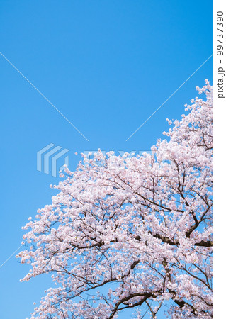 桜と青空 桜と青空 99737390