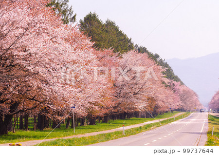 静内二十間通り桜並木_0845 静内二十間通り桜並木_0845 99737644