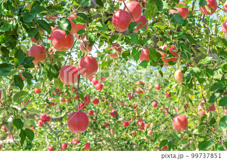 【青森県弘前市りんご】岩木山麓津軽の秋、りんご園は収穫中 【青森県弘前市りんご】岩木山麓津軽の秋、りんご園は収穫中 99737851