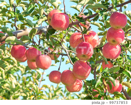 【青森県弘前市りんご】岩木山麓津軽の秋、りんご園は収穫中 99737853