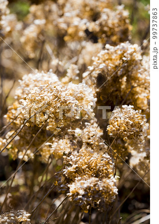 枯れ紫陽花 99737863