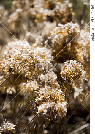 枯れ紫陽花 99737864